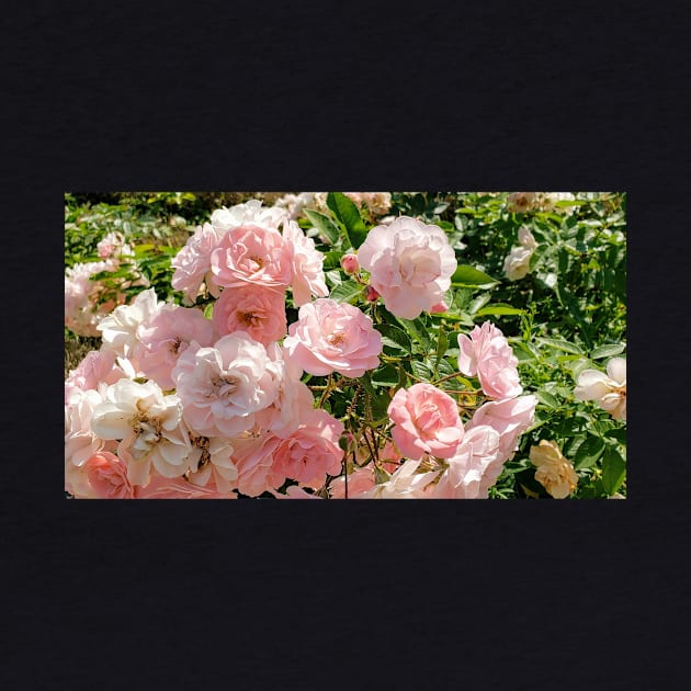 Paris Pink Rose Bush by BlackBeret